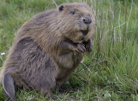 Beaver sat on hind legs 