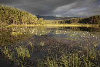 Scottish wetland & woodland