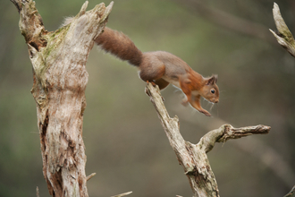 Red Squirrel Jumping (c) Mark Hamblin 2020 Vision