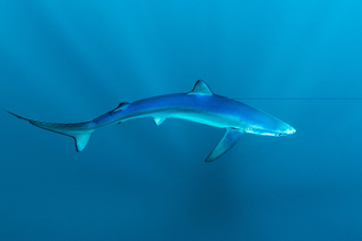 Shark swimming underwater