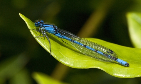 Common Blue Damselfly