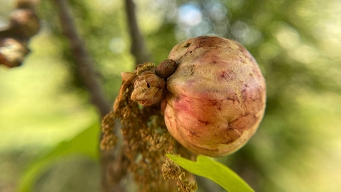 oak apple gall