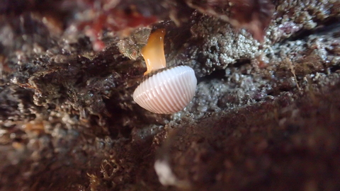 arctic cowrie