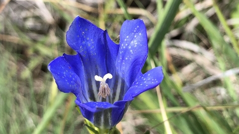 Marsh gentian