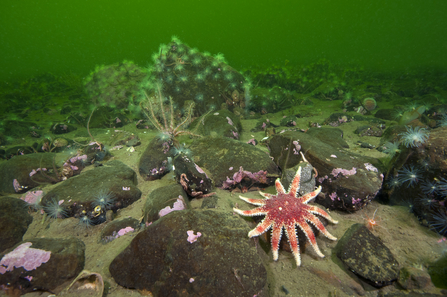 Underwater shot including starfish