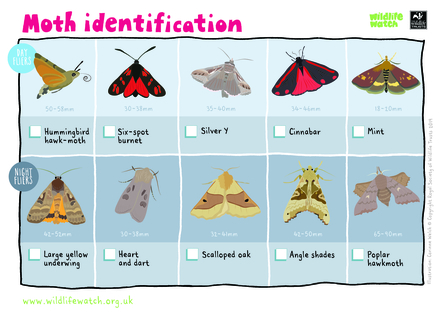 Moth identification sheet