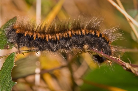 fuzzy brown caterpillar identification