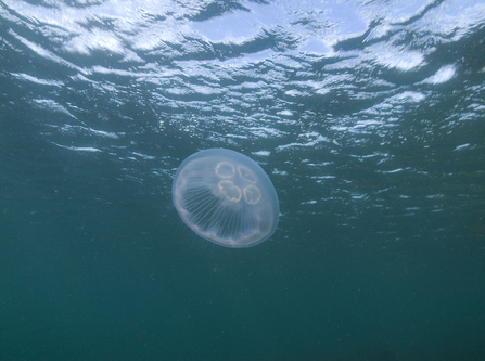 Moon Jellyfish