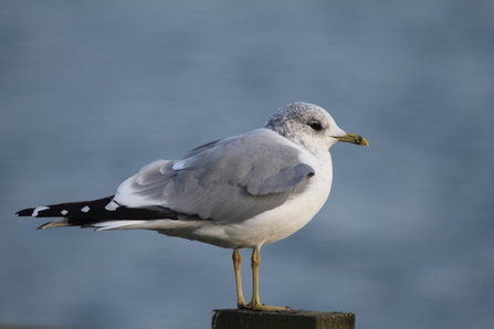 Common gull