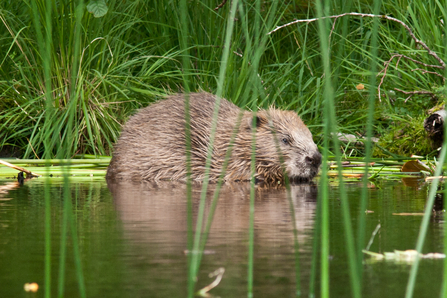 Adult beaver at Knapdale