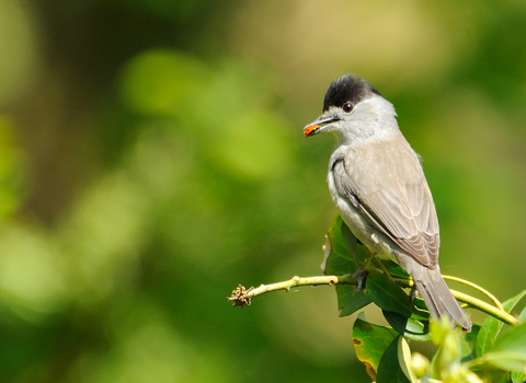 Blackcap male