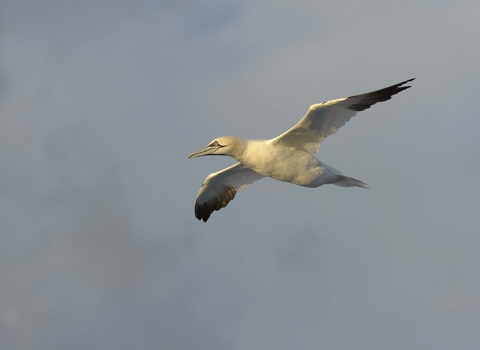 Gannet