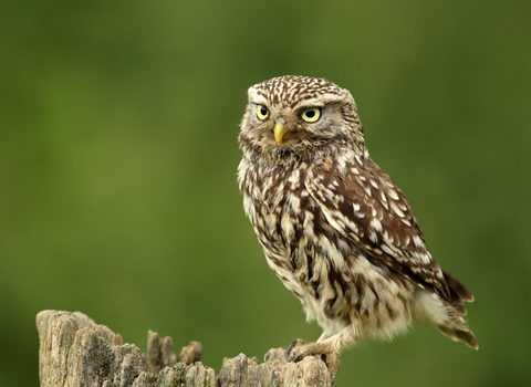 Little owl