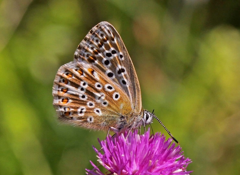 Chalkhill Blue butterfly