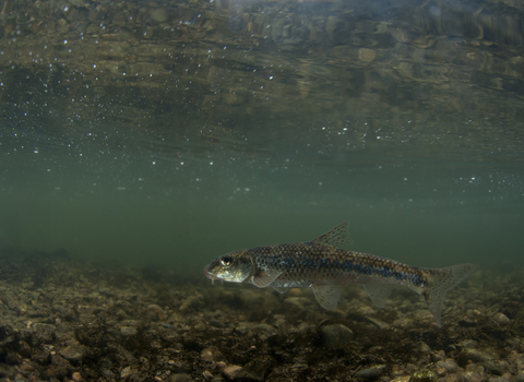 Gudgeon