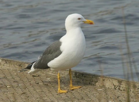 Lesser Black-backed Gull