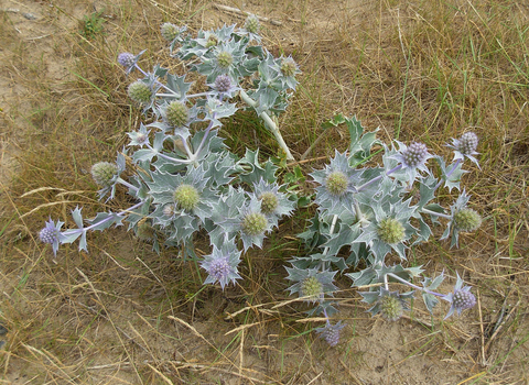 Sea-holly