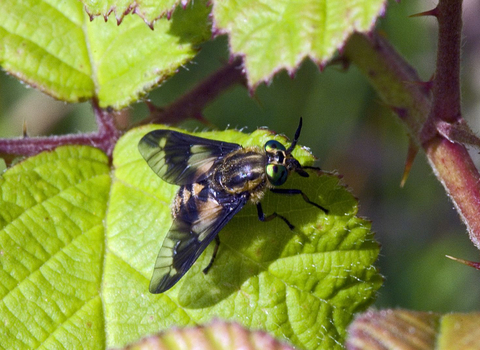 Twin-lobed Deer-fly