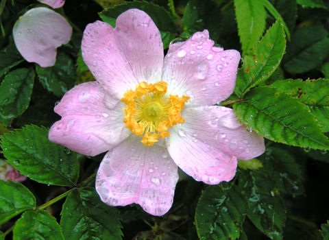 Dog-rose