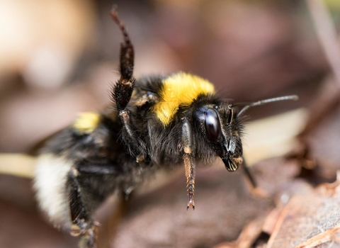 Garden Bumblebee