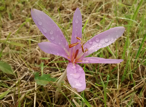 Meadow saffron