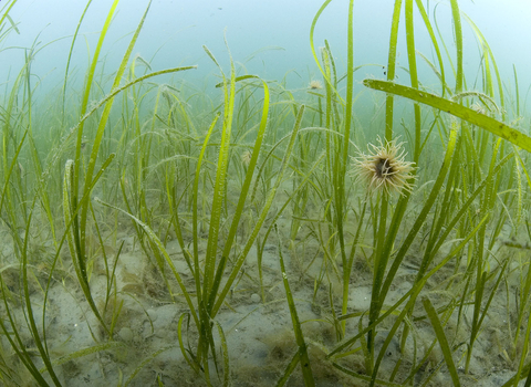 Common eelgrass