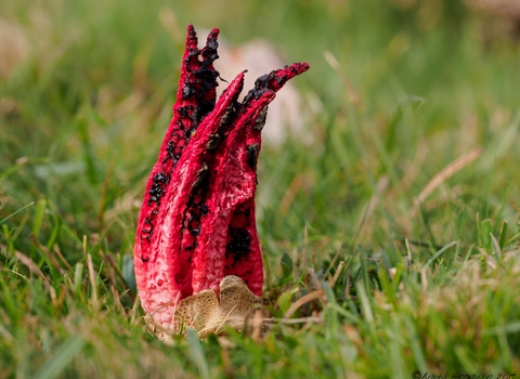 devil's fingers fungus