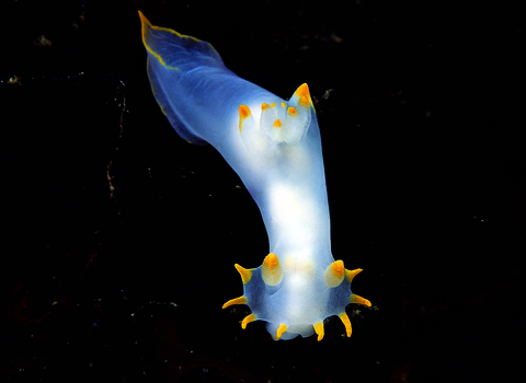 Sea slug Polycera faeroensis