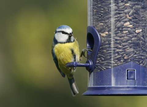 vines bird food