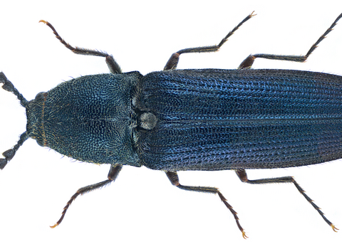 Violet click beetle