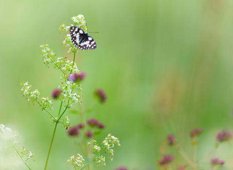 Identify British Butterflies | Wildlife Trusts Wales