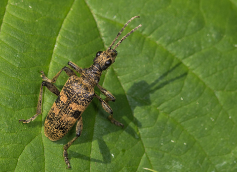 A black-spotted longhorn beetle resting on a leaf