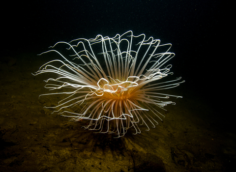 A fireworks anemone living on a muddy sea floor, its long white tentacles flared in a sunburst like an underwater explosion of light