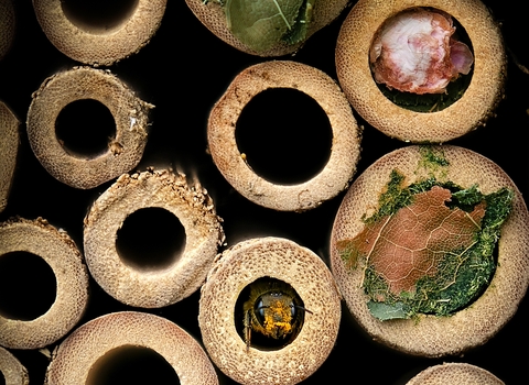 bee hotel