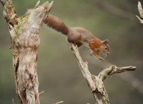 Red Squirrel Jumping (c) Mark Hamblin 2020 Vision