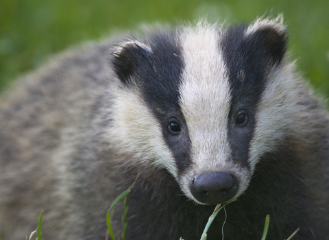 European badger - Bertie Gregory/2020VISION