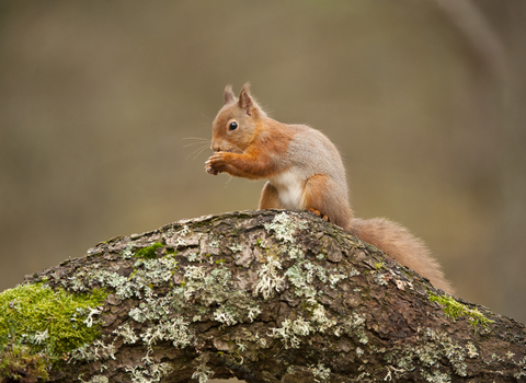 Red Squirrels - Mark Hamblin/2020VISION