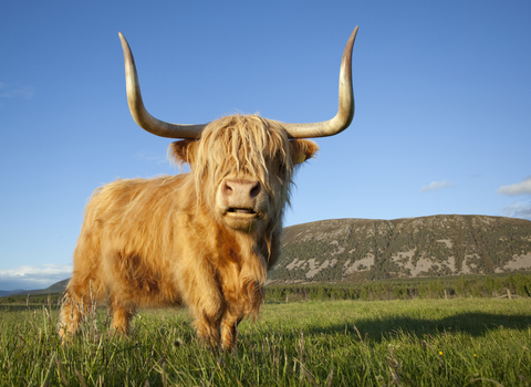 Highland cow Wildlife Trust