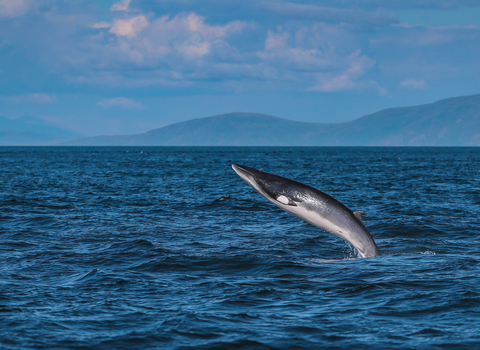 Minke whale breaching