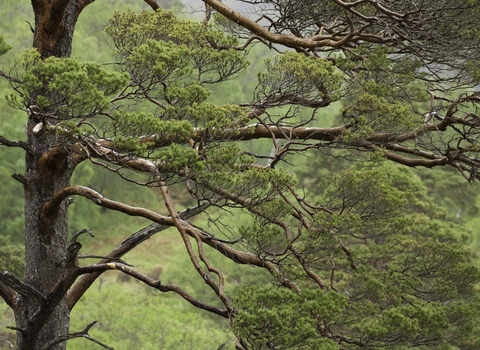 Natural woodland of Scot's pine