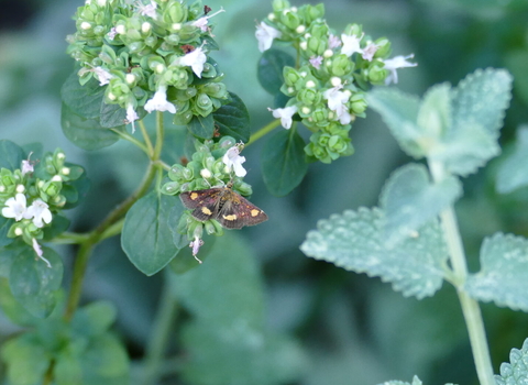 Mint moth on wild marjoram