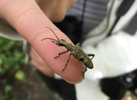 A black-spotted longhorn beetle perched on a woman's finger