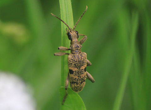 A black-spotted longhorn beetle clinging to a leaf
